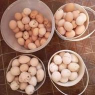 فروش تخم مرغ و بوقلمون محلی به شرط نطفه دار