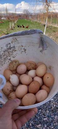 تخم مرغ طبیعی تضمینی در گروه خرید و فروش ورزش فرهنگ فراغت در آذربایجان شرقی در شیپور-عکس1