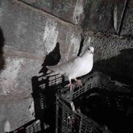 کبوتر سفید ماده درحال بالغ شدن پرشی معاوضه بانرسفید