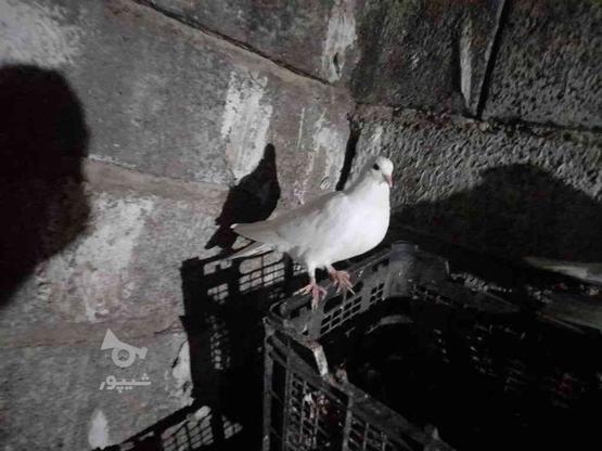 کبوتر سفید ماده درحال بالغ شدن پرشی معاوضه بانرسفید در گروه خرید و فروش ورزش فرهنگ فراغت در مازندران در شیپور-عکس1