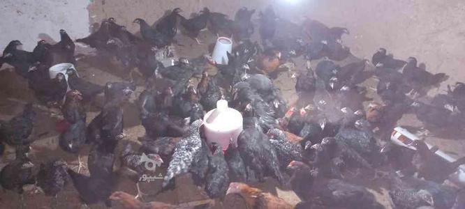 فروش 120 قطعه نیمچه مرغ تخم گذار 4 ماه در گروه خرید و فروش ورزش فرهنگ فراغت در لرستان در شیپور-عکس1
