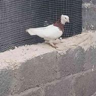 تعویض کبوتر طوقی اصل نر با مرغ عشق سفید ماده