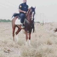 اسب عرب مصری سواری دار