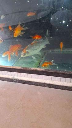 کویل سایز 30 سانت شاه ماهی در گروه خرید و فروش ورزش فرهنگ فراغت در مازندران در شیپور-عکس1