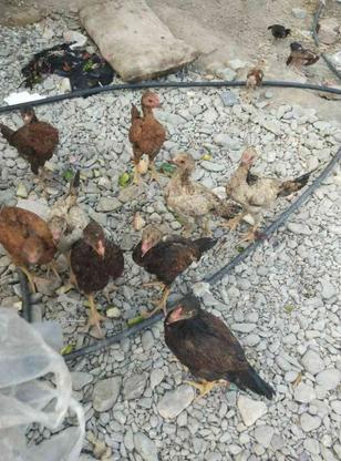 17عدد مرغ سندی فروش فوری در گروه خرید و فروش ورزش فرهنگ فراغت در سیستان و بلوچستان در شیپور-عکس1
