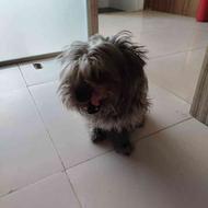 واگذاری سگ شیتزو به علت نداشتن شرایط نگهداری