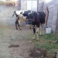 فروش گاو با گوساله