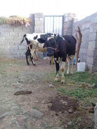 فروش گاو با گوساله در گروه خرید و فروش ورزش فرهنگ فراغت در کرمان در شیپور-عکس1
