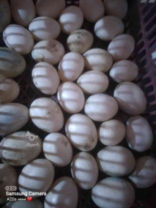 تخم اردک خارجی سنگین وزن در گروه خرید و فروش ورزش فرهنگ فراغت در مازندران در شیپور-عکس1