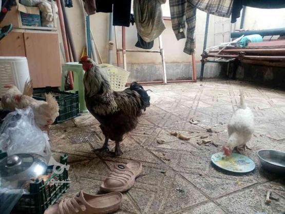 مرغ و خروس در گروه خرید و فروش ورزش فرهنگ فراغت در خراسان رضوی در شیپور-عکس1
