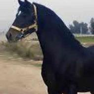 اسب عرب سگار