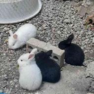 خرگوش بالغ و بچه خرگوش