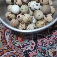 فروش تخم نطفه دار و خوراکی بلدرچین تضمینی در شهربابک