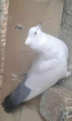 یه طوق کبوتر دمسبز ماده در گروه خرید و فروش ورزش فرهنگ فراغت در تهران در شیپور-عکس1