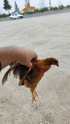 جوجه مرغ و خروس یک ماهه در گروه خرید و فروش ورزش فرهنگ فراغت در مازندران در شیپور-عکس1