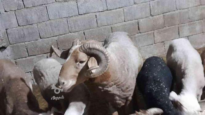 فروش گوسفند در گروه خرید و فروش ورزش فرهنگ فراغت در مازندران در شیپور-عکس1