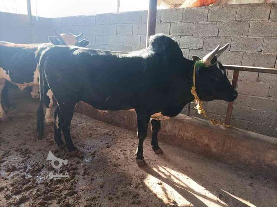 فروش گاو نر در گروه خرید و فروش ورزش فرهنگ فراغت در مازندران در شیپور-عکس1