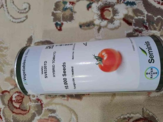 بذر گوجه 8320 در گروه خرید و فروش صنعتی، اداری و تجاری در قزوین در شیپور-عکس1