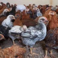 جوجه مرغ اصلاح نژاد شده گلپایگان اصل تخم گذار