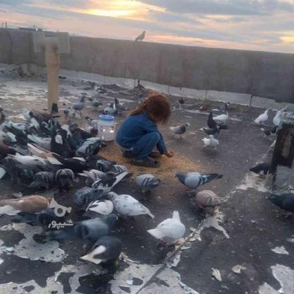 100عدد کبوتر رنگی والمانی پلاکی فروشی در گروه خرید و فروش ورزش فرهنگ فراغت در قزوین در شیپور-عکس1