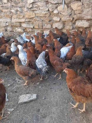 فروش نیمچه مرغ در گروه خرید و فروش ورزش فرهنگ فراغت در کردستان در شیپور-عکس1