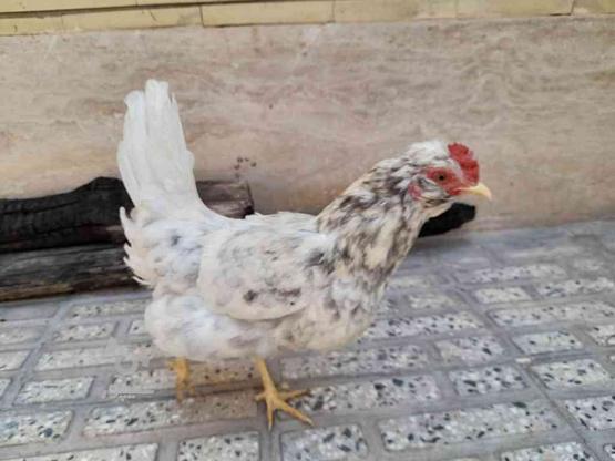 3 تا مرغ گلین طوسی در گروه خرید و فروش ورزش فرهنگ فراغت در اصفهان در شیپور-عکس1