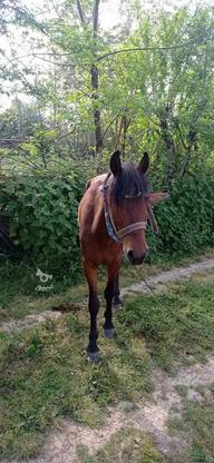 اسب کهر چهار زانو سیاه اخته سن 4 در گروه خرید و فروش ورزش فرهنگ فراغت در مازندران در شیپور-عکس1
