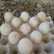 تخم قوغاز و اردک خارجی