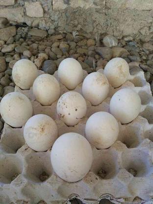 تخم قوغاز و اردک خارجی در گروه خرید و فروش ورزش فرهنگ فراغت در مازندران در شیپور-عکس1