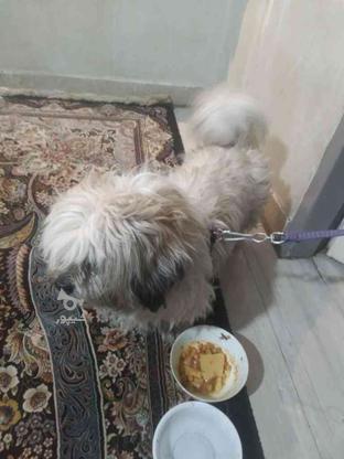 واگذاری سگ به علت کمبود جا در گروه خرید و فروش ورزش فرهنگ فراغت در تهران در شیپور-عکس1