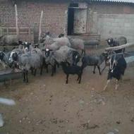 فروش گوسفند رومانوف زائیده و آبستن