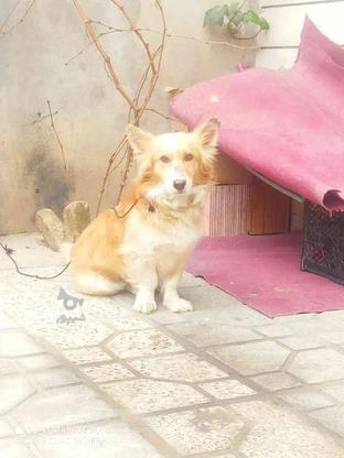 سگ پاکوتا نر واگذار در گروه خرید و فروش ورزش فرهنگ فراغت در گلستان در شیپور-عکس1
