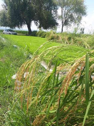 برنج طارم دوباره کشت در گروه خرید و فروش خدمات و کسب و کار در مازندران در شیپور-عکس1