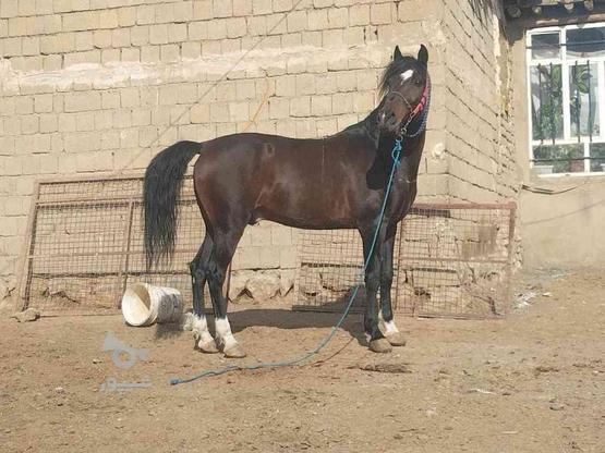 اسب نریون درجه یک در گروه خرید و فروش ورزش فرهنگ فراغت در آذربایجان غربی در شیپور-عکس1