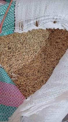 بذر شالی فجر زودرس در گروه خرید و فروش صنعتی، اداری و تجاری در گلستان در شیپور-عکس1