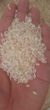 برنج و خورده برنج کامفیروزی در گروه خرید و فروش خدمات و کسب و کار در فارس در شیپور-عکس1