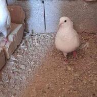 1 جفت کبوتر سفید
