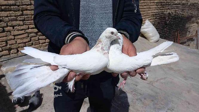کبوتر تهرانی در گروه خرید و فروش ورزش فرهنگ فراغت در همدان در شیپور-عکس1