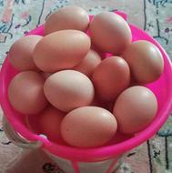 تخم مرغ محلی نطفه دار