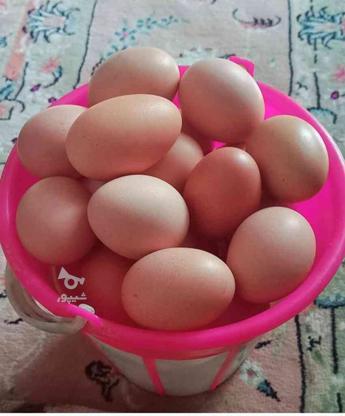 تخم مرغ محلی نطفه دار در گروه خرید و فروش خدمات و کسب و کار در خراسان رضوی در شیپور-عکس1