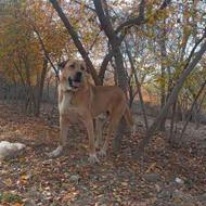 سگ عراقی 16ماهه نر واگذار