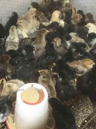 جوجه خروس و جوجه مرغ محلی ده روزه اصل در گروه خرید و فروش ورزش فرهنگ فراغت در مازندران در شیپور-عکس1