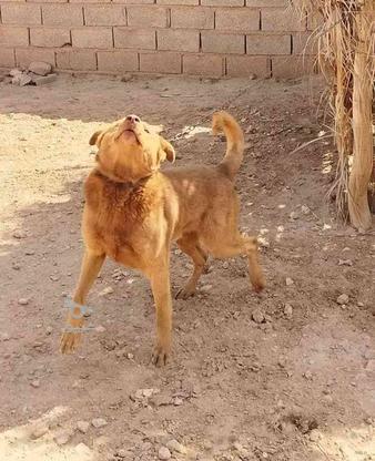 واگذاری سگ نگهبان فروشی در گروه خرید و فروش ورزش فرهنگ فراغت در کرمان در شیپور-عکس1