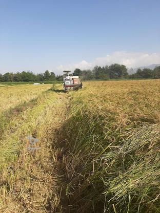 1830متر مزرعه برنج واقع در روستای سلوش از توابع کومله در گروه خرید و فروش املاک در گیلان در شیپور-عکس1