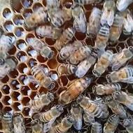 کندوع زنبور عسل
