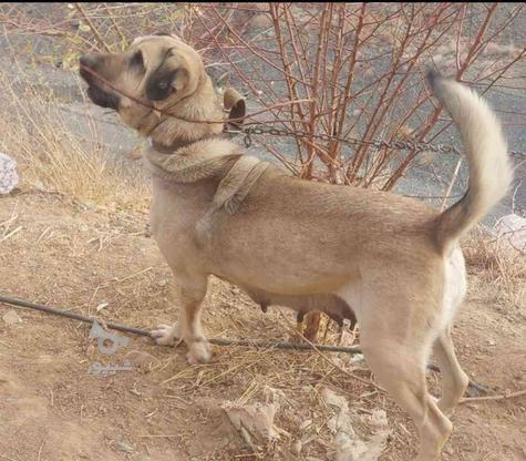 واگذاری سگ پژدر ماده در گروه خرید و فروش ورزش فرهنگ فراغت در اصفهان در شیپور-عکس1