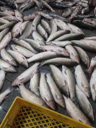 فروش انواع بچه ماهی در گروه خرید و فروش ورزش فرهنگ فراغت در گیلان در شیپور-عکس1