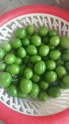 گوجه سبز هلی در گروه خرید و فروش خدمات و کسب و کار در مازندران در شیپور-عکس1