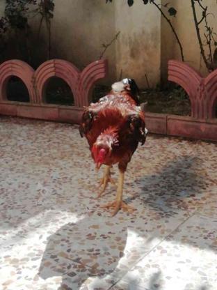 خروس با مرغ معاوضه میکنم در گروه خرید و فروش ورزش فرهنگ فراغت در گلستان در شیپور-عکس1