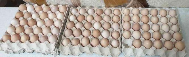 تخم مرغ محلی گلپایگانی درجه یک در گروه خرید و فروش ورزش فرهنگ فراغت در تهران در شیپور-عکس1